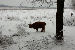 2 schotse hooglanders 2