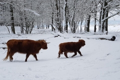 2 schotse hooglanders